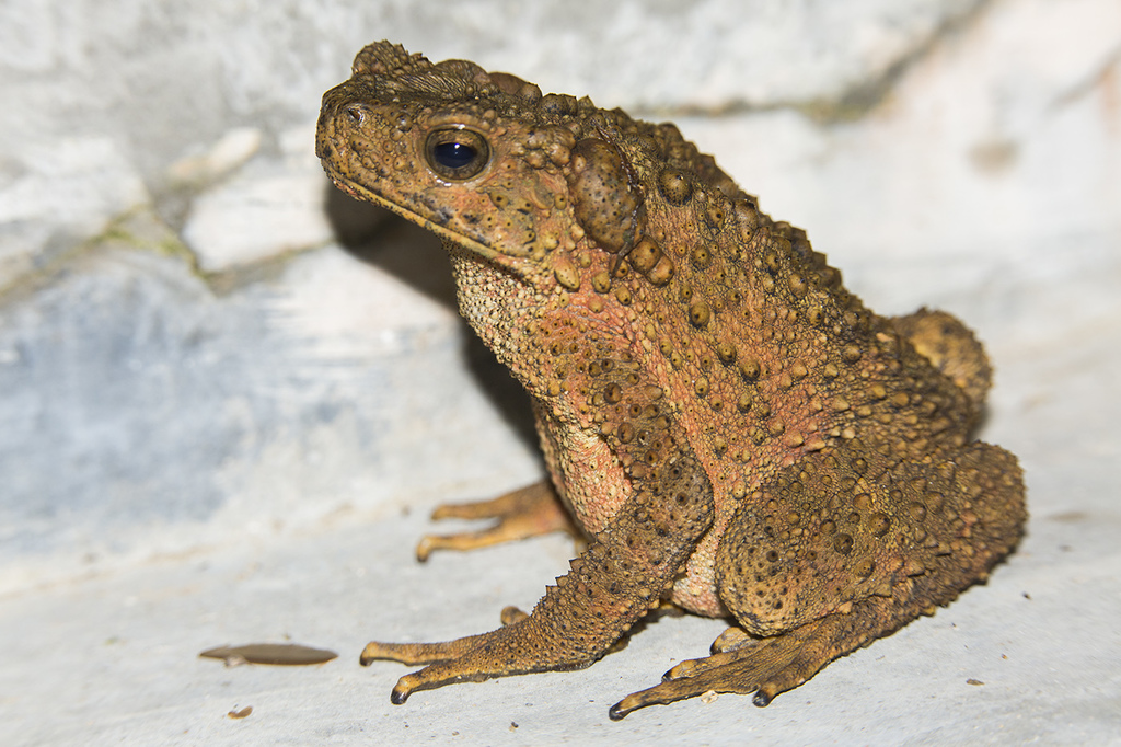 Phrynoidis asper