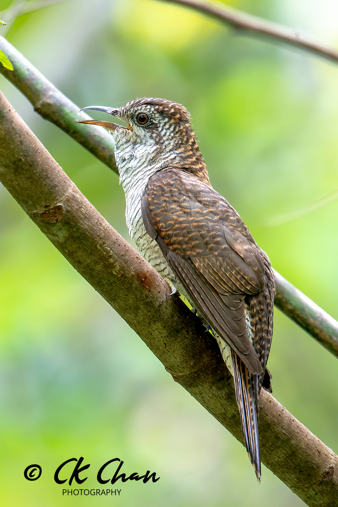 Cacomantis sonneratii