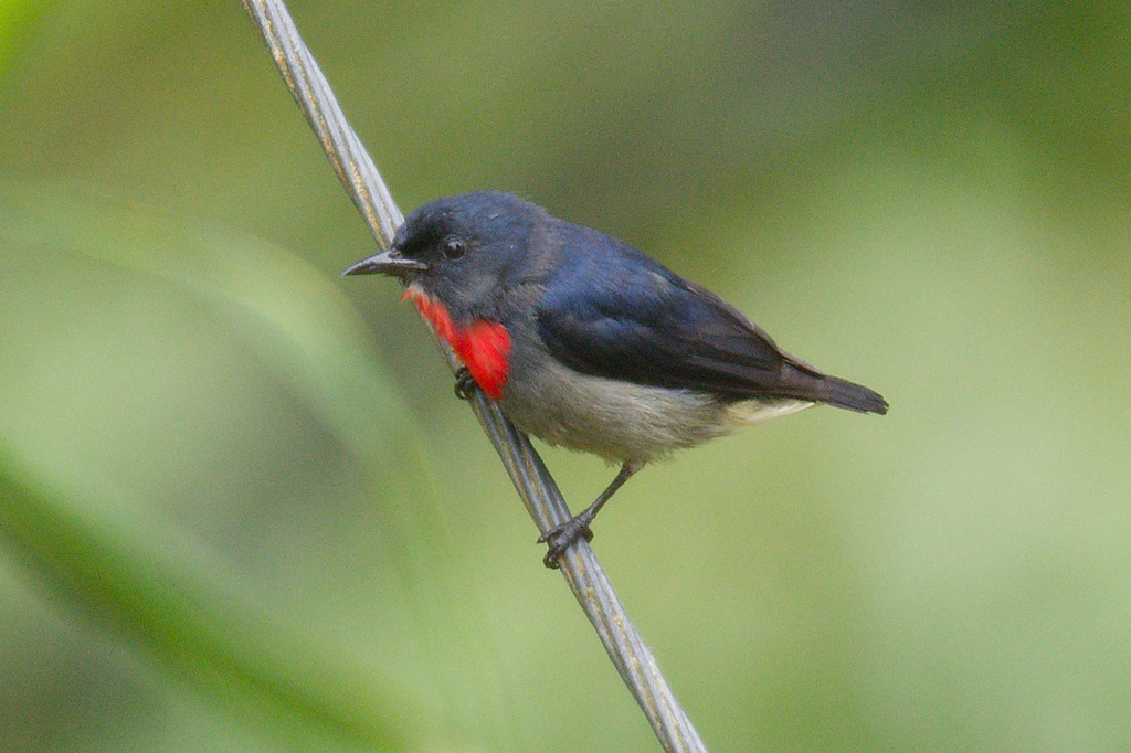 Dicaeum monticolum