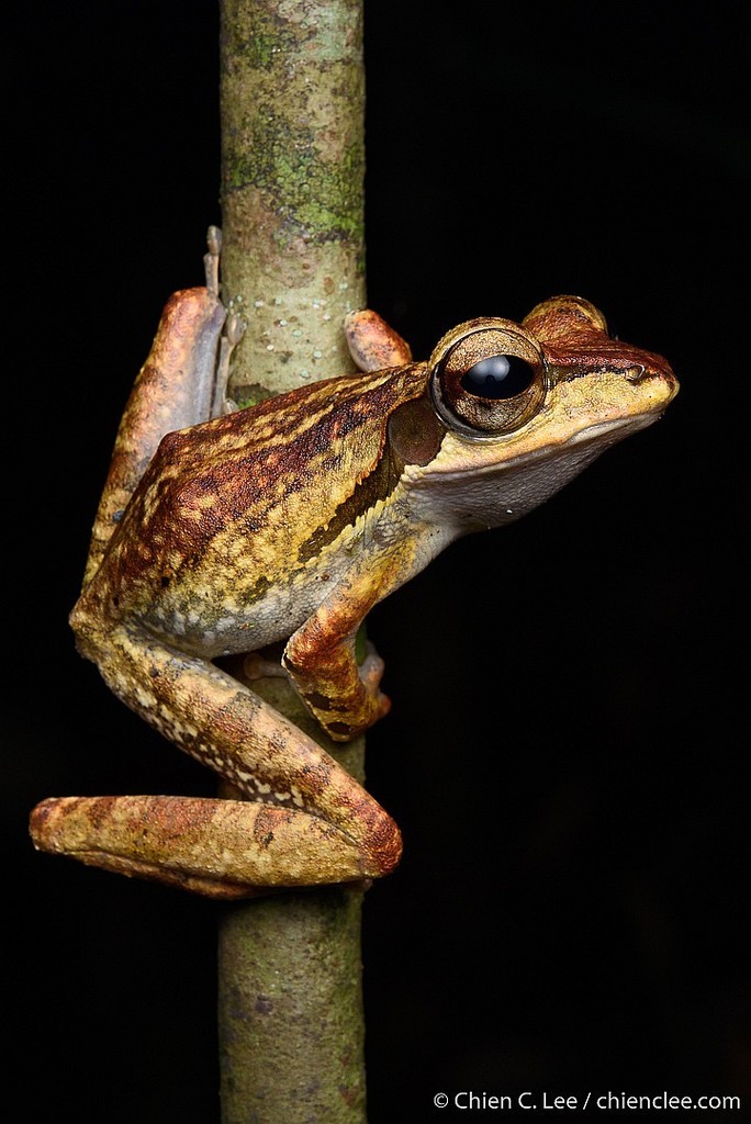Polypedates macrotis