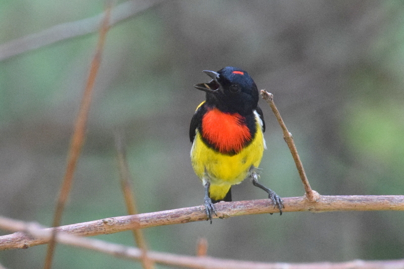 Prionochilus thoracicus