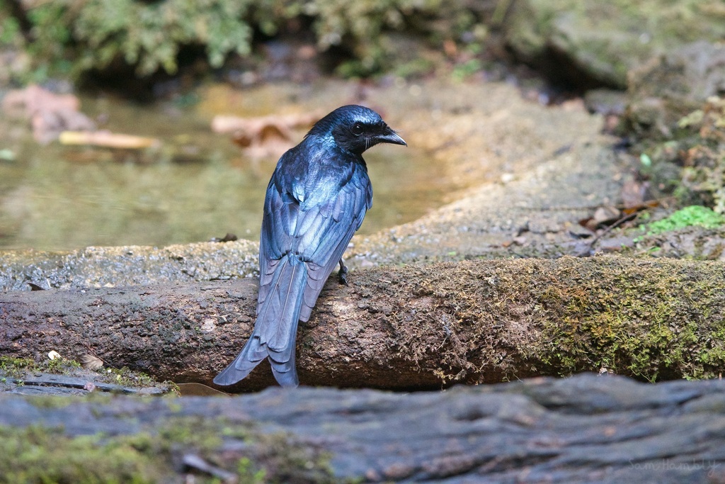 Dicrurus aeneus