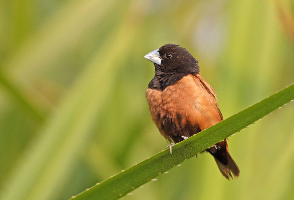 Lonchura atricapilla
