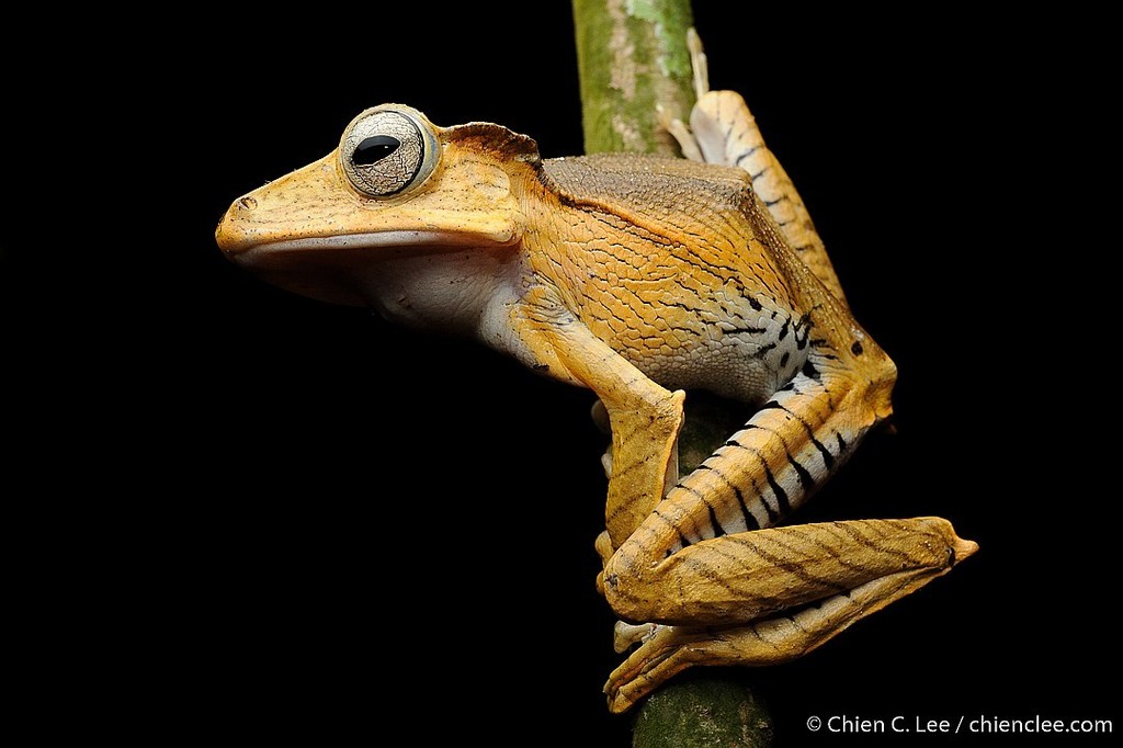 Polypedates otilophus