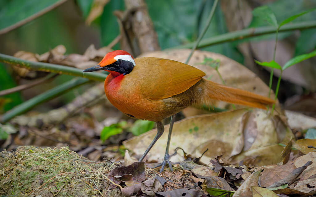 Eupetes macrocerus