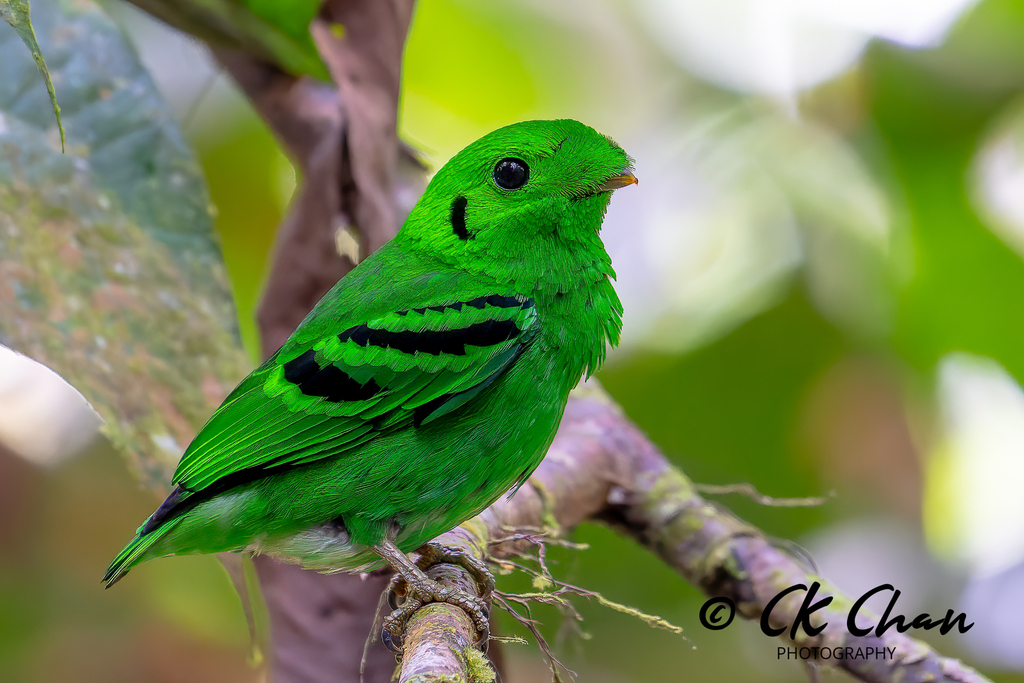 Calyptomena viridis