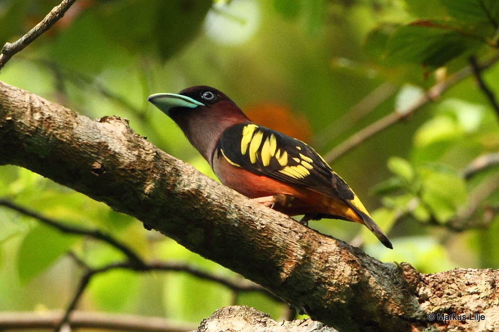Eurylaimus javanicus