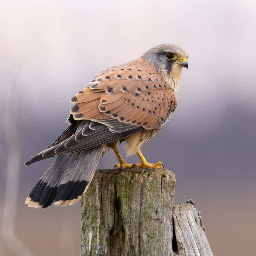 Falco tinnunculus
