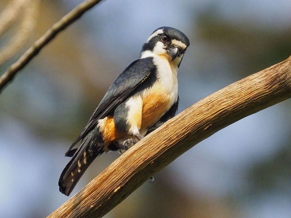 Microhierax fringillarius