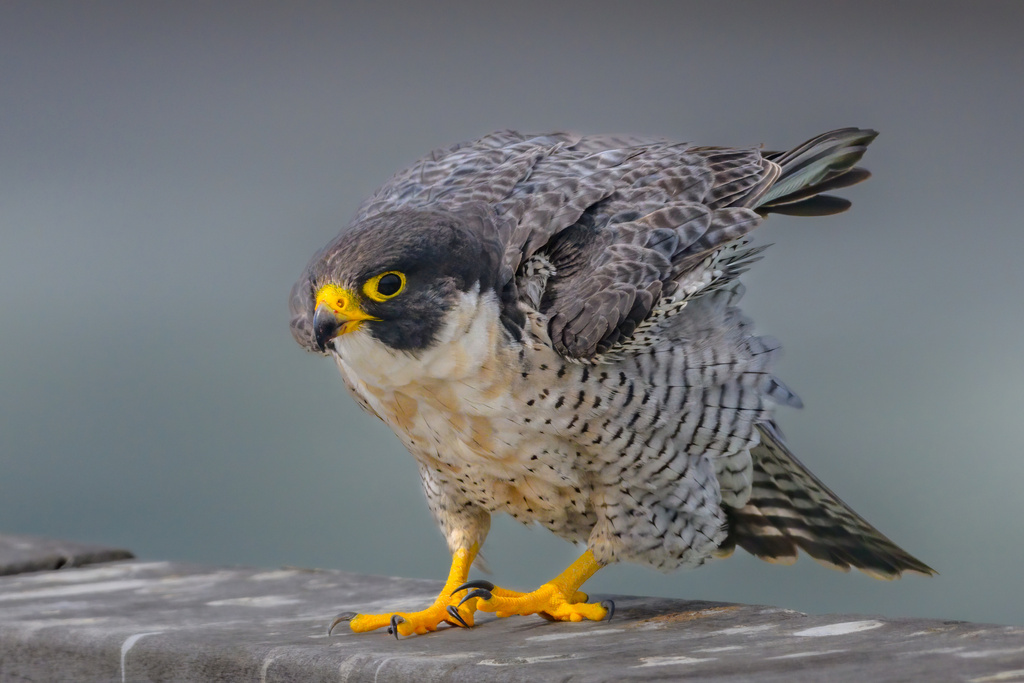 Falco peregrinus