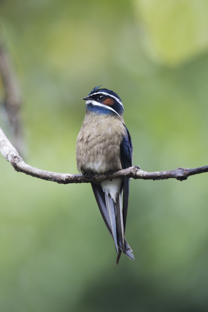 Hemiprocne comata