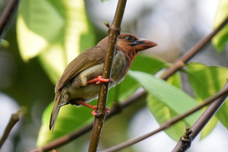 Caloramphus fuliginosus