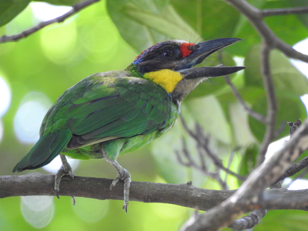 Psilopogon chrysopogon