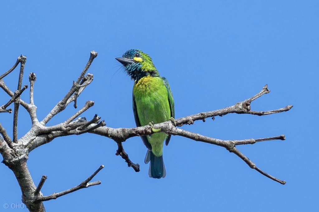 Psilopogon australis