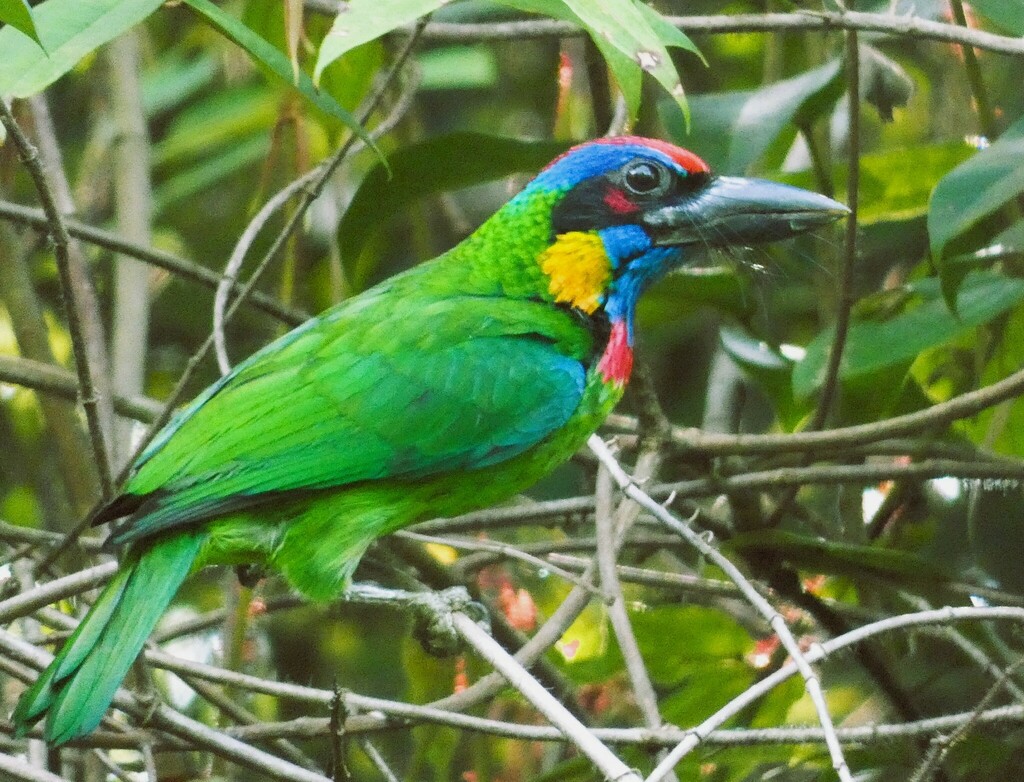 Psilopogon rafflesii