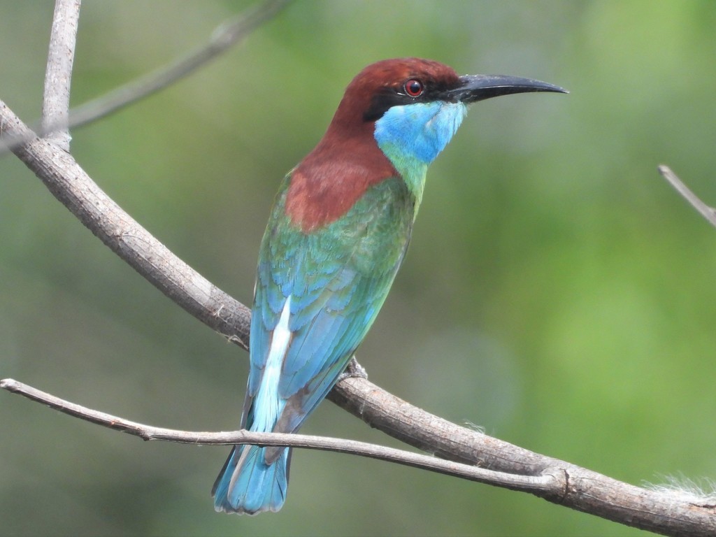 Merops viridis
