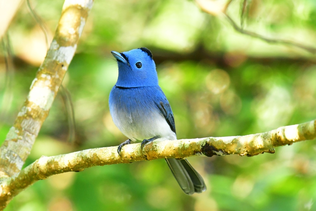 Hypothymis azurea