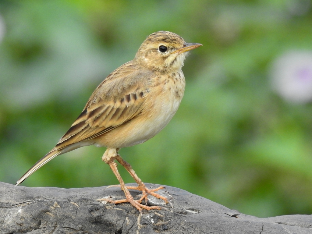 Anthus rufulus
