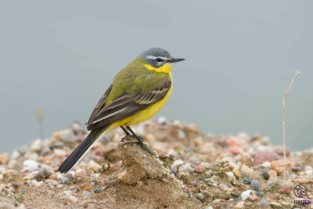 Motacilla flava