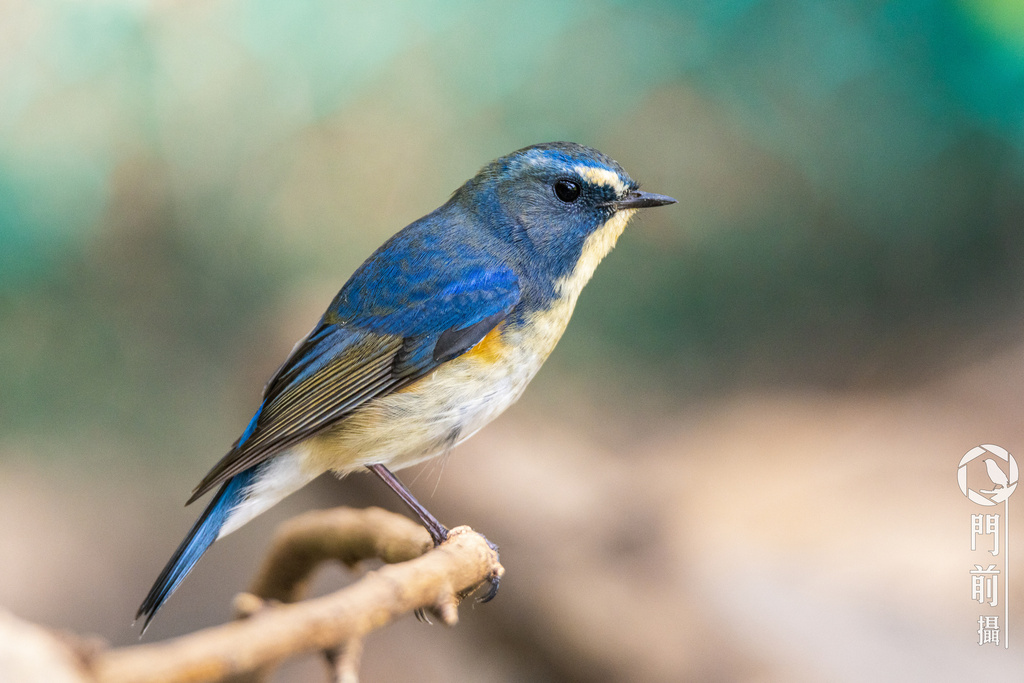 Tarsiger cyanurus
