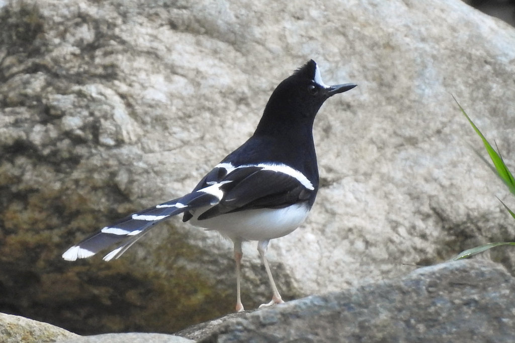 Enicurus leschenaulti