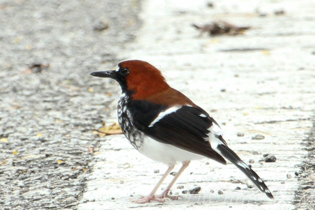 Enicurus ruficapillus