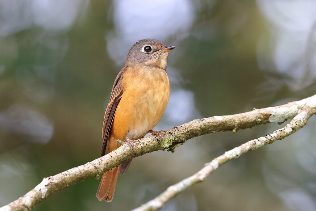 Muscicapa ferruginea