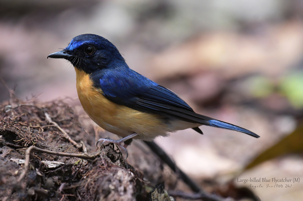 Cyornis caerulatus