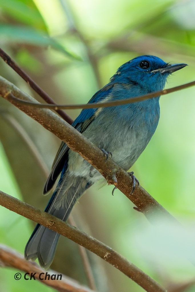 Cyornis unicolor