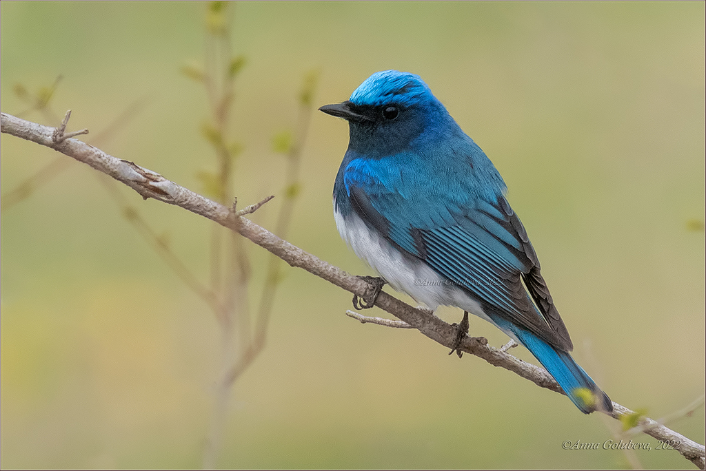 Cyanoptila cyanomelana