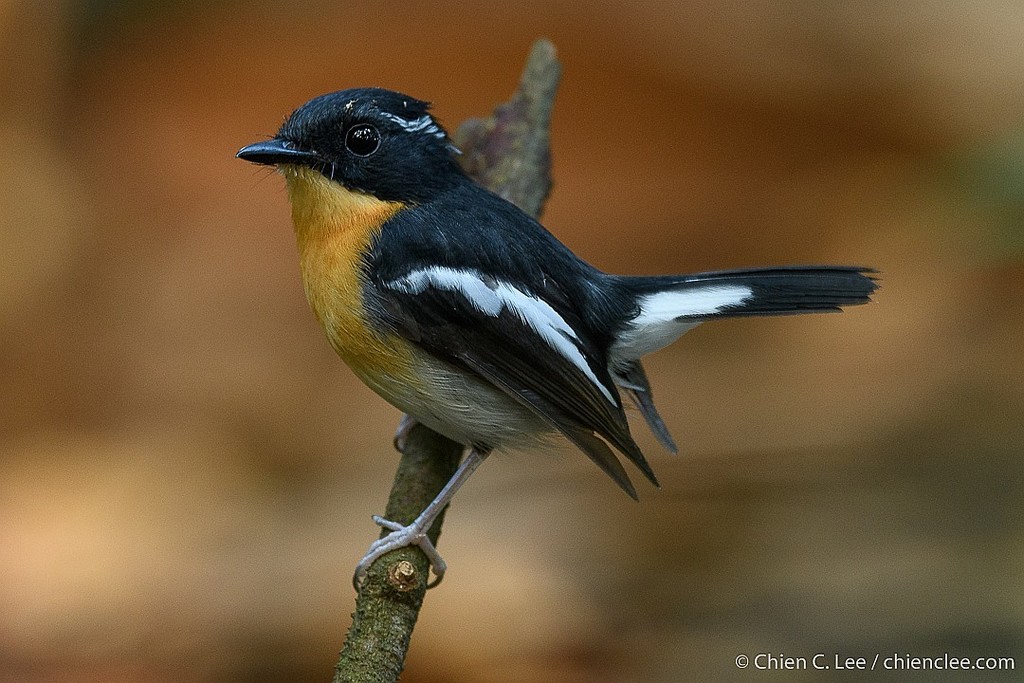 Ficedula dumetoria