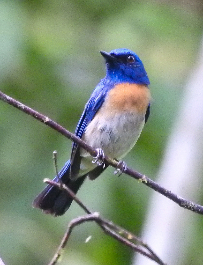 Cyornis turcosus