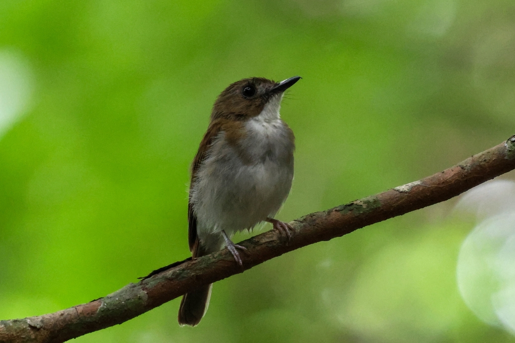 Cyornis umbratilis