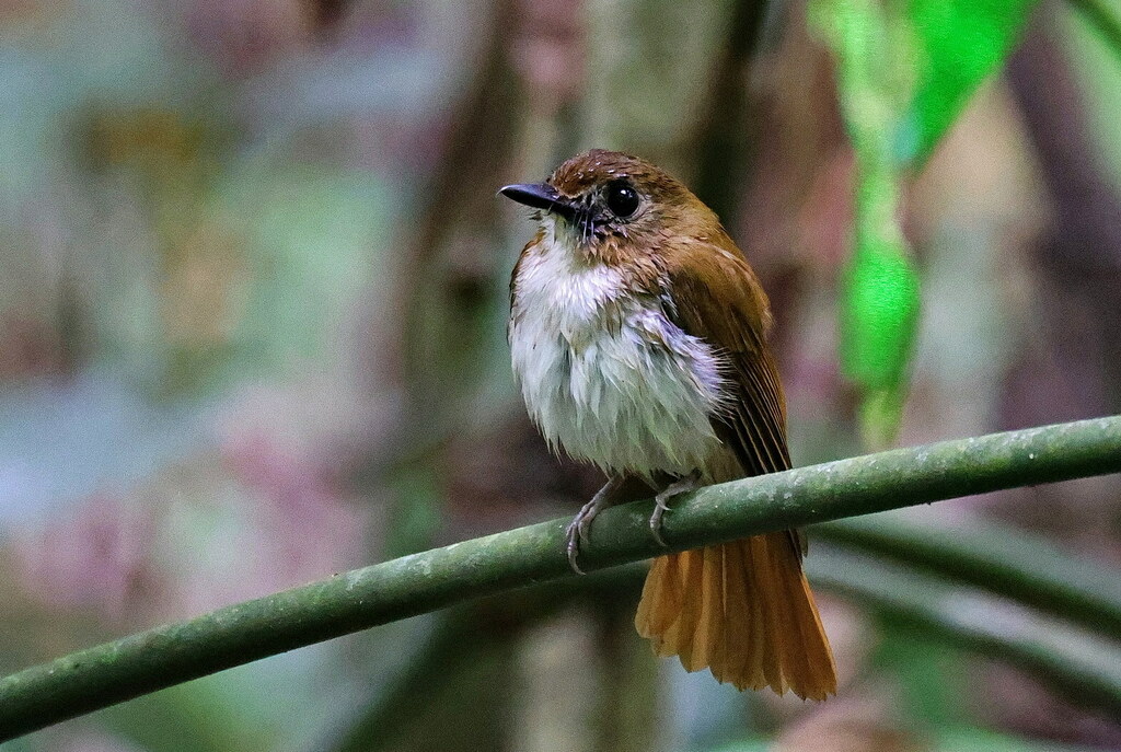 Cyornis ruficauda