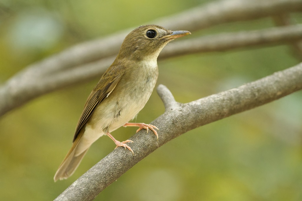 Cyornis brunneatus