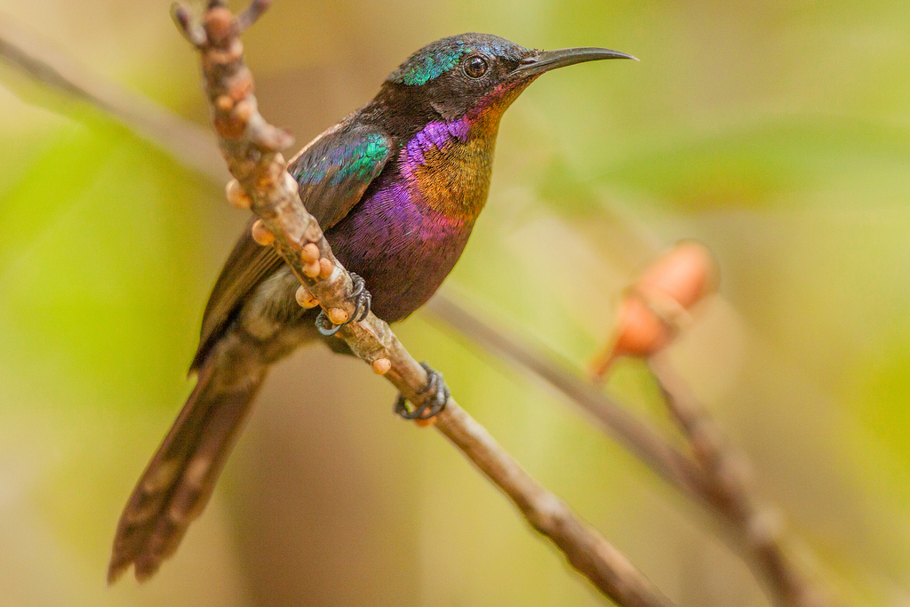 Leptocoma calcostetha