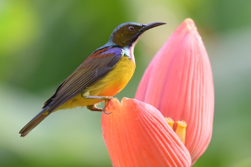 Anthreptes malacensis