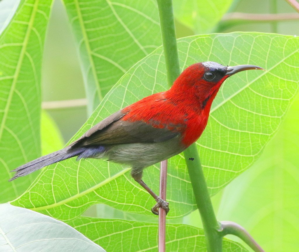 Aethopyga siparaja