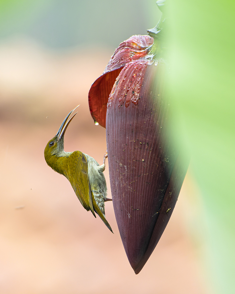 Arachnothera affinis
