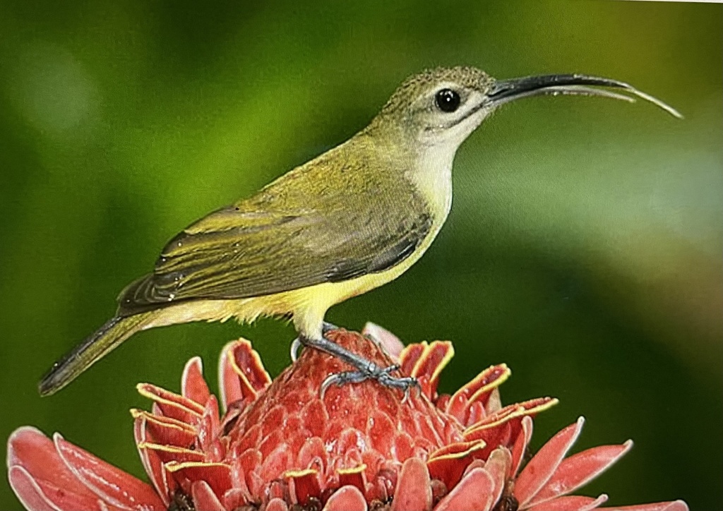 Arachnothera longirostra