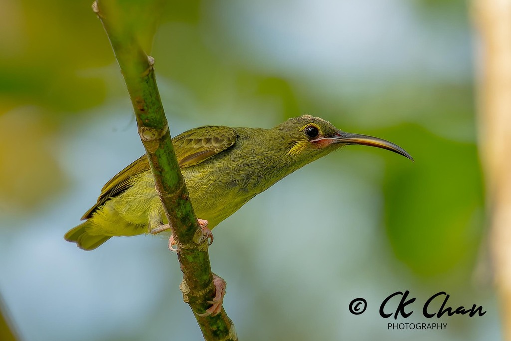 Arachnothera chrysogenys