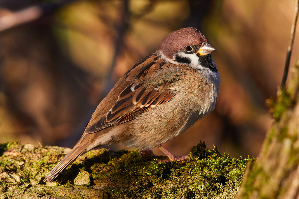 Passer montanus