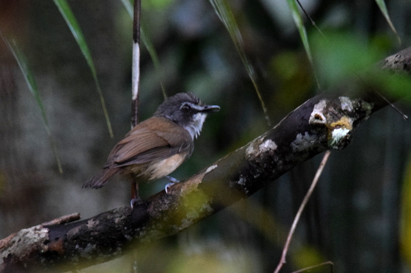 Malacopteron albogulare