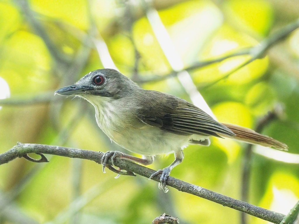 Malacopteron magnirostre