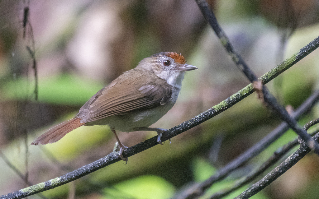 Malacopteron cinereum