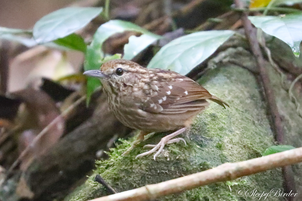 Napothera epilepidota