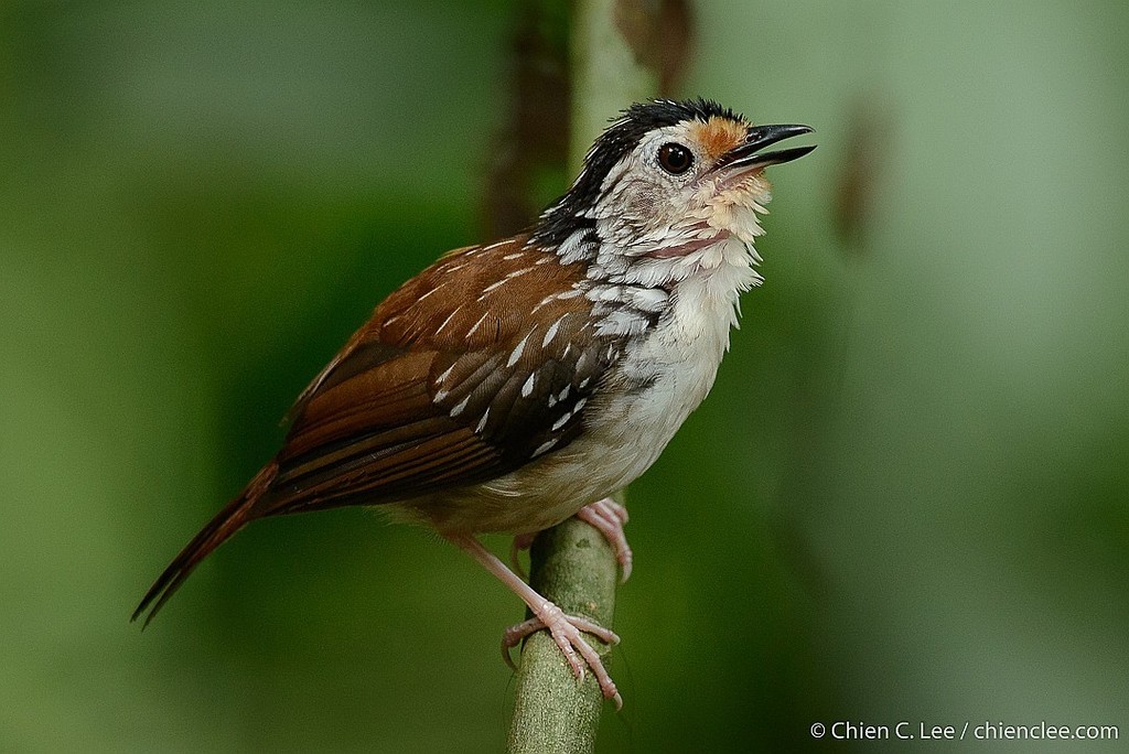 Kenopia striata