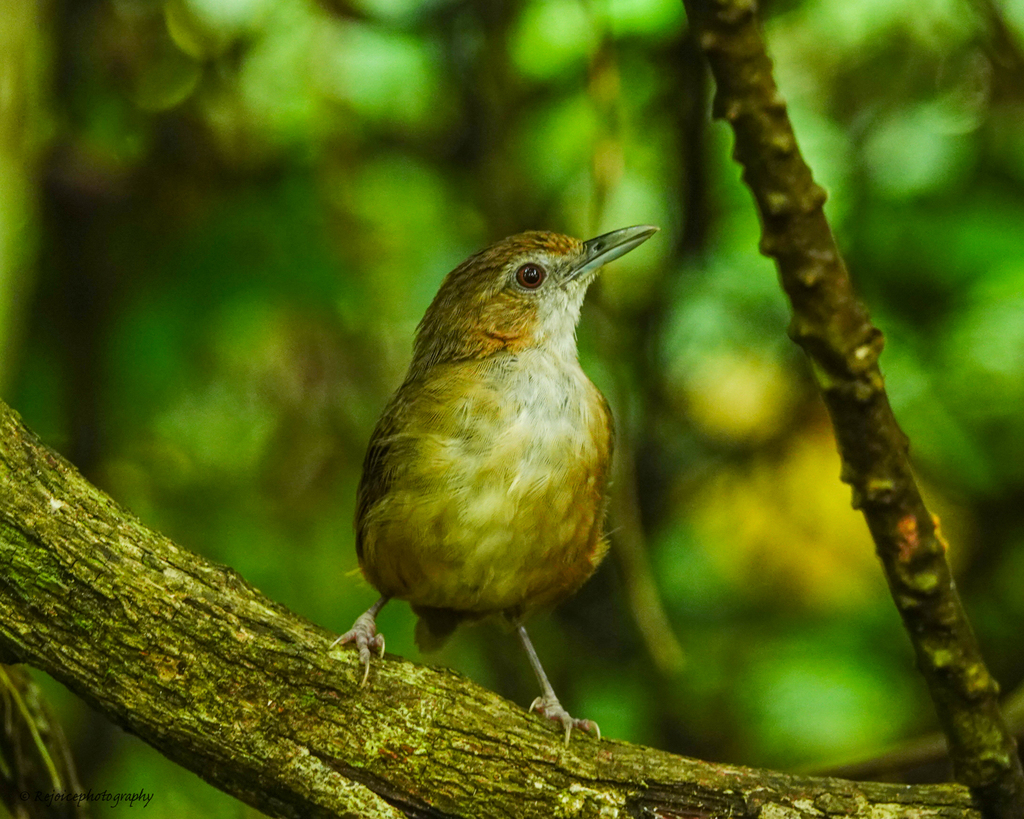 Malacocincla abbotti