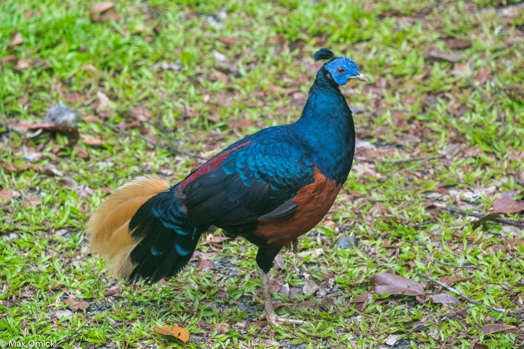 Lophura ignita