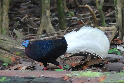 Lophura bulweri